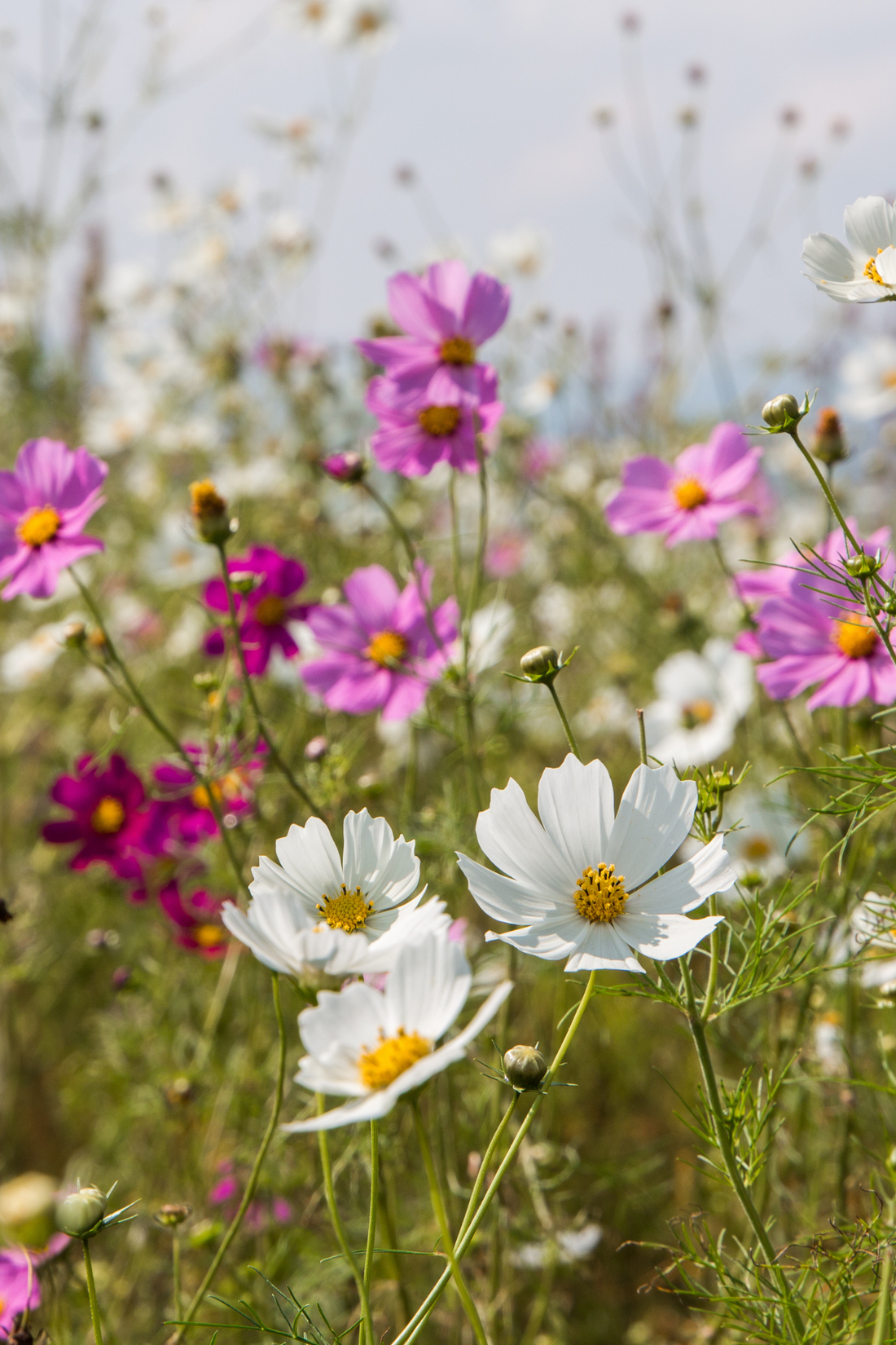 Cosmos bipinnatus &