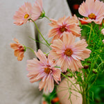 Cosmos bipinnatus 'apricotta'-Angelo