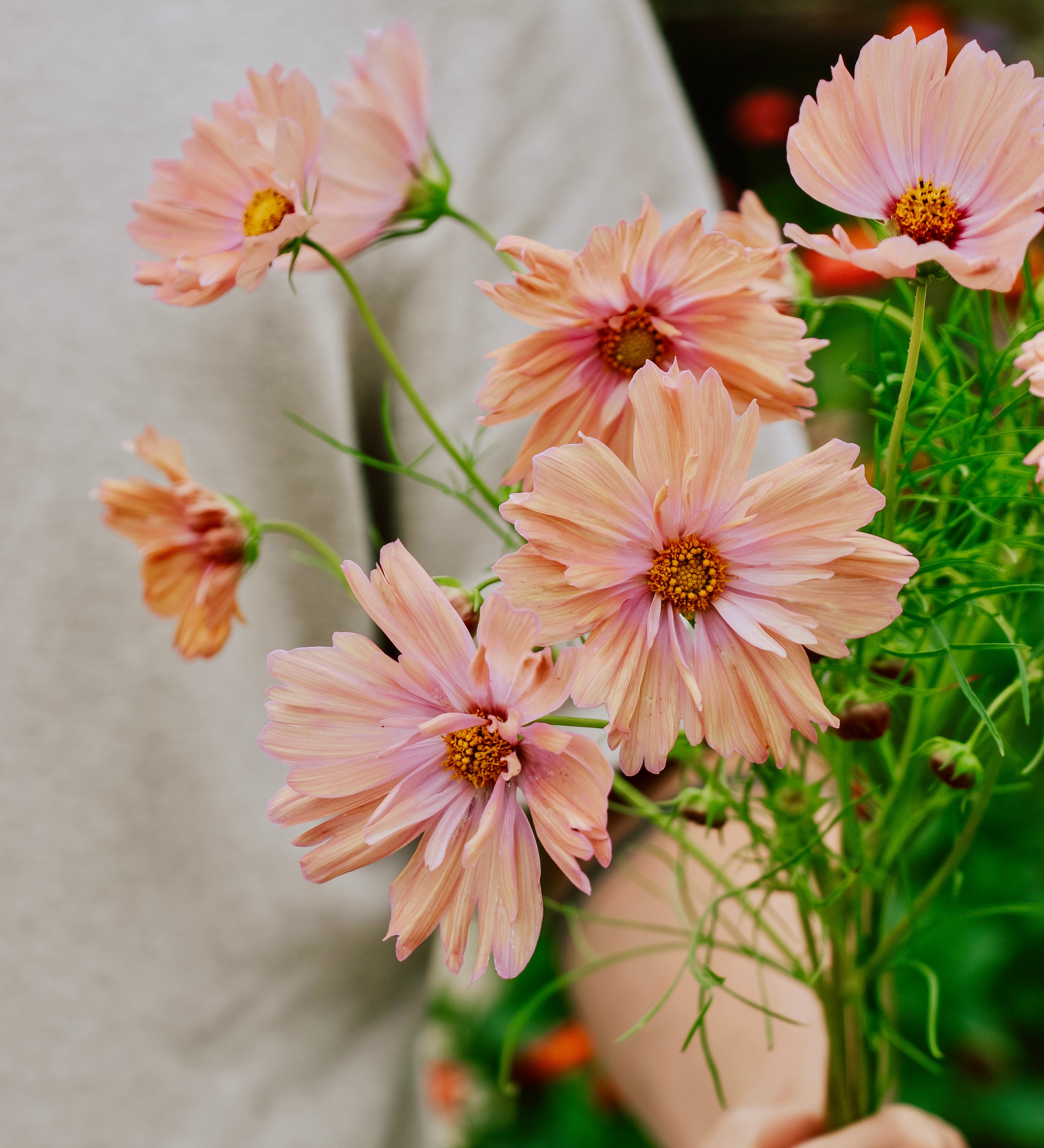 Cosmos bipinnatus 'apricotta'-Angelo