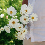 Cosmos bipinnatus 'fizzy white'-Angelo