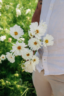 Cosmos bipinnatus 'fizzy white'-Angelo