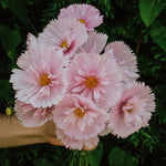 Cosmos bipinnatus 'cupcakes blush'-Angelo