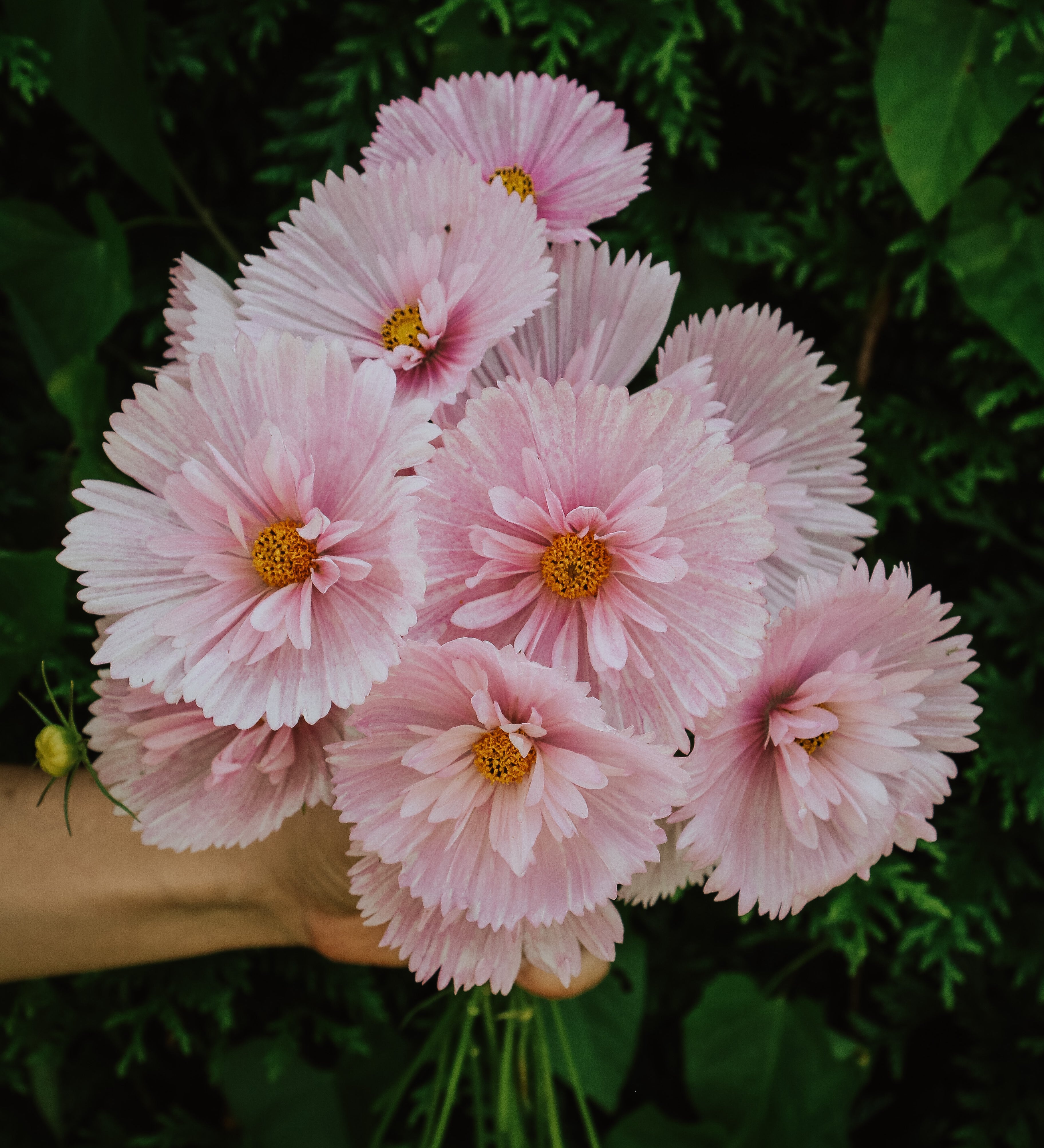 Cosmos bipinnatus 'cupcakes blush'-Angelo