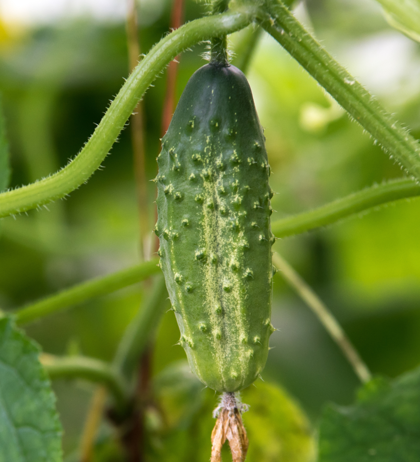 Plukpakket: Een biologische moestuin-Angelo