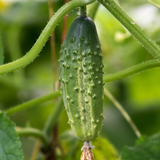 Plukpakket: Een biologische moestuin-Angelo