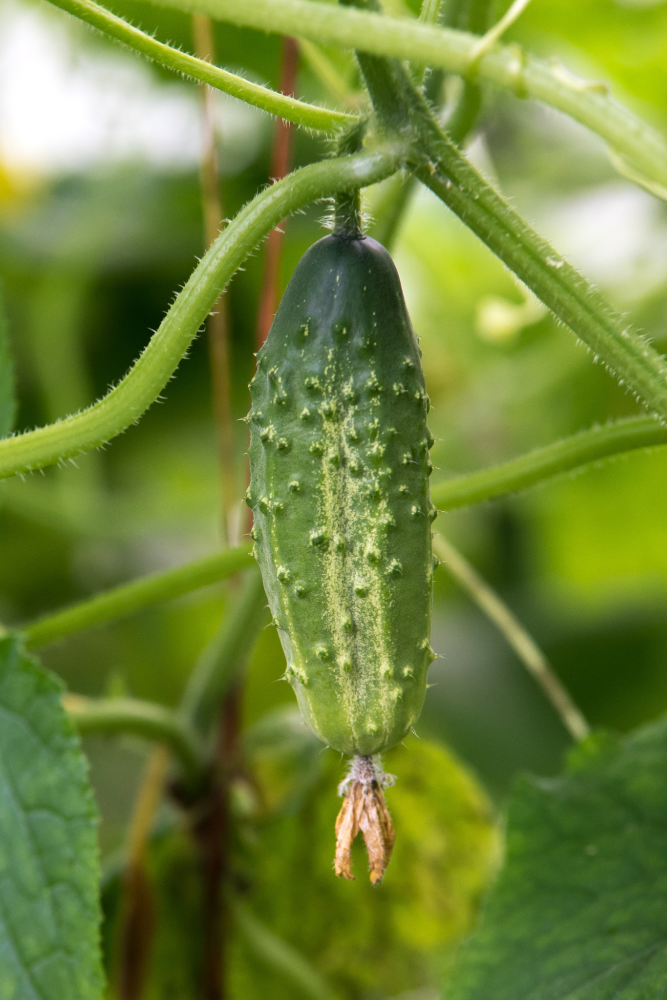 Plukpakket: Een biologische moestuin-Angelo