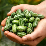 Cucamelon-Angelo