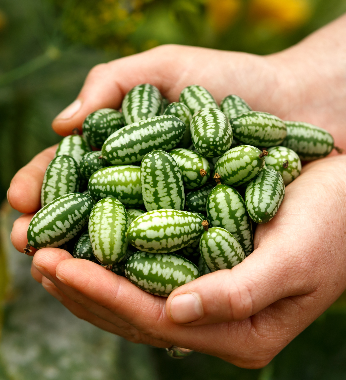 Cucamelon-Angelo