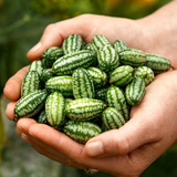 Cucamelon-Angelo