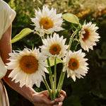 Helianthus annuus 'Pro Cut White Lite'-Angelo