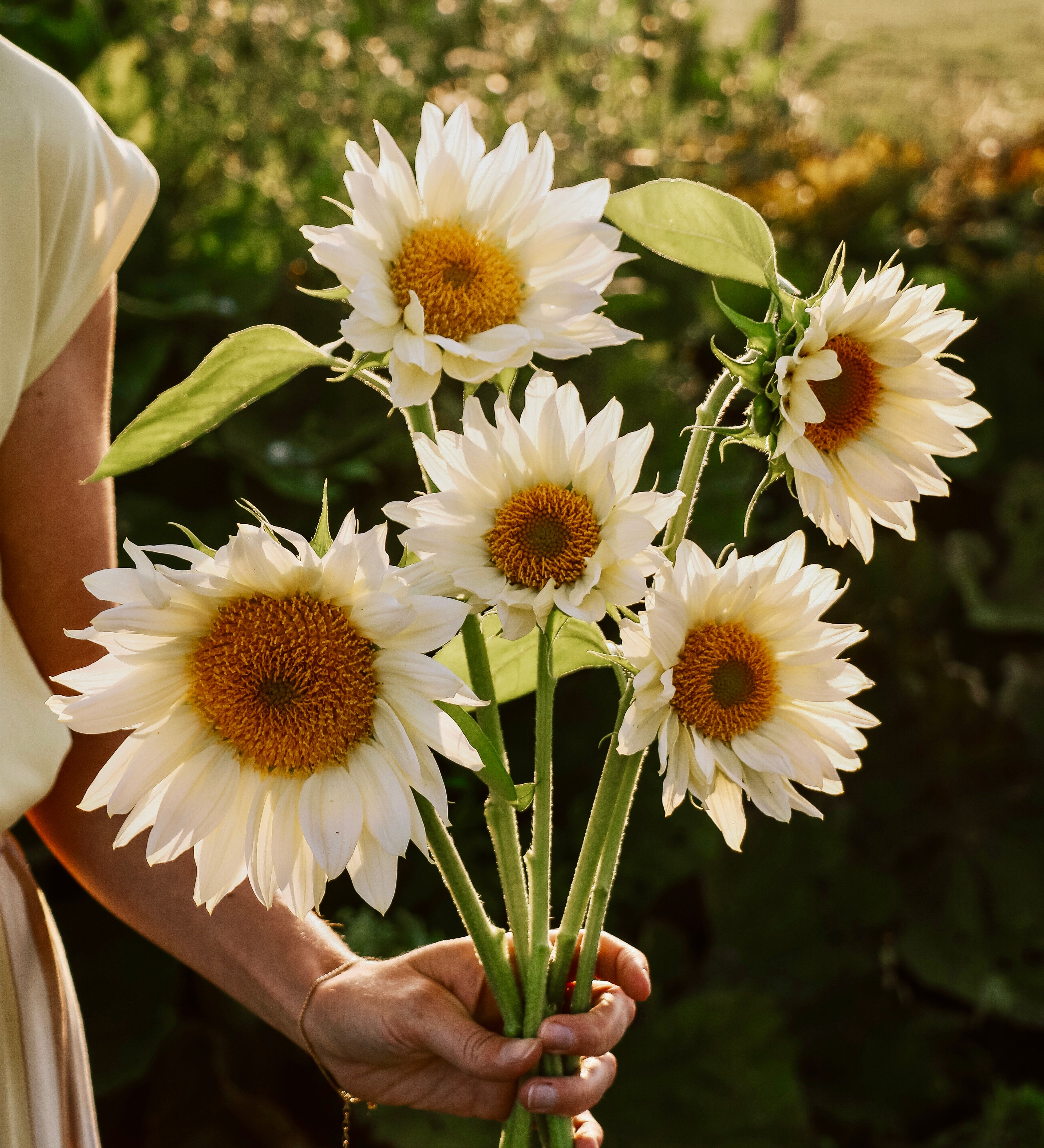 Helianthus annuus 'Pro Cut White Lite'-Angelo