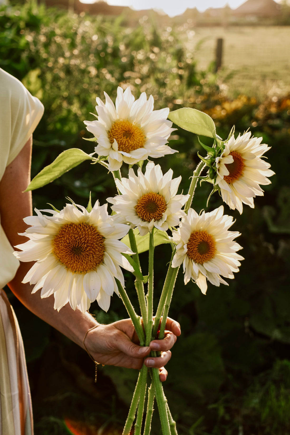 Helianthus annuus &