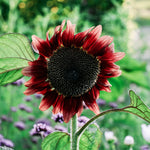 Helianthus 'pro cut red'-Angelo
