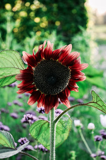 Helianthus 'pro cut red'-Angelo