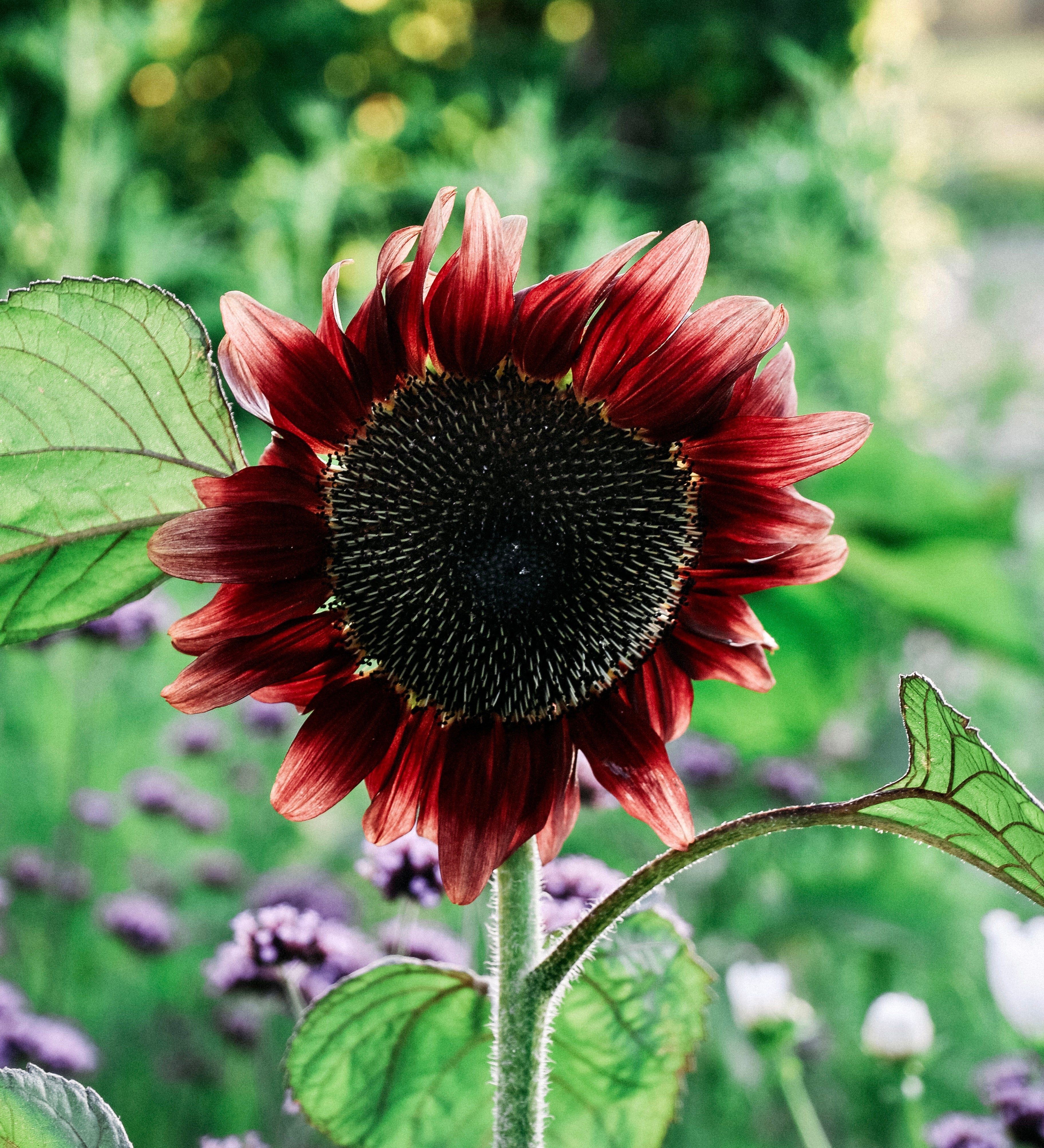 Helianthus 'pro cut red'-Angelo