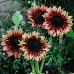Helianthus annuus 'pro cut plum'-Angelo