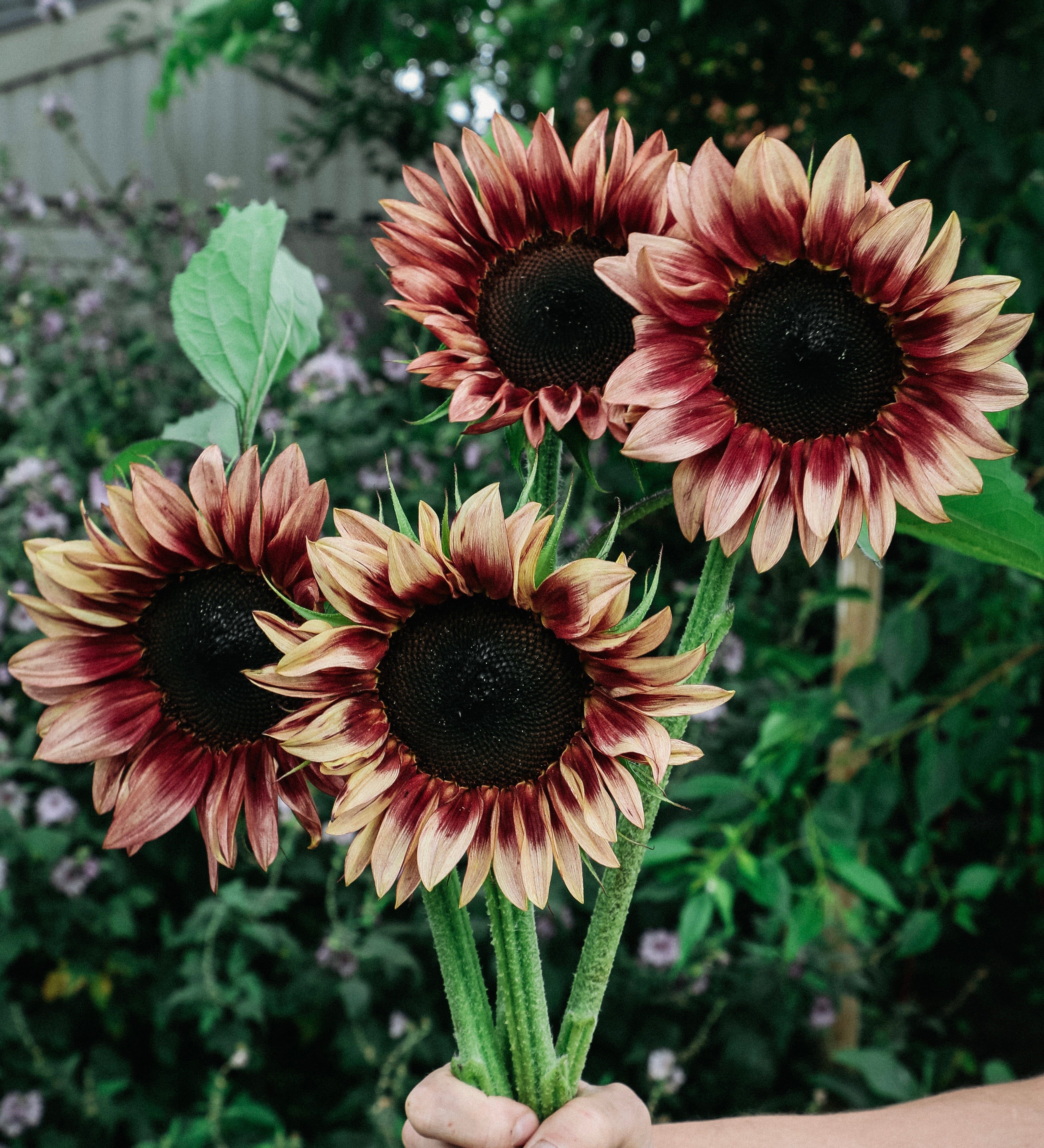 Helianthus annuus 'pro cut plum'-Angelo