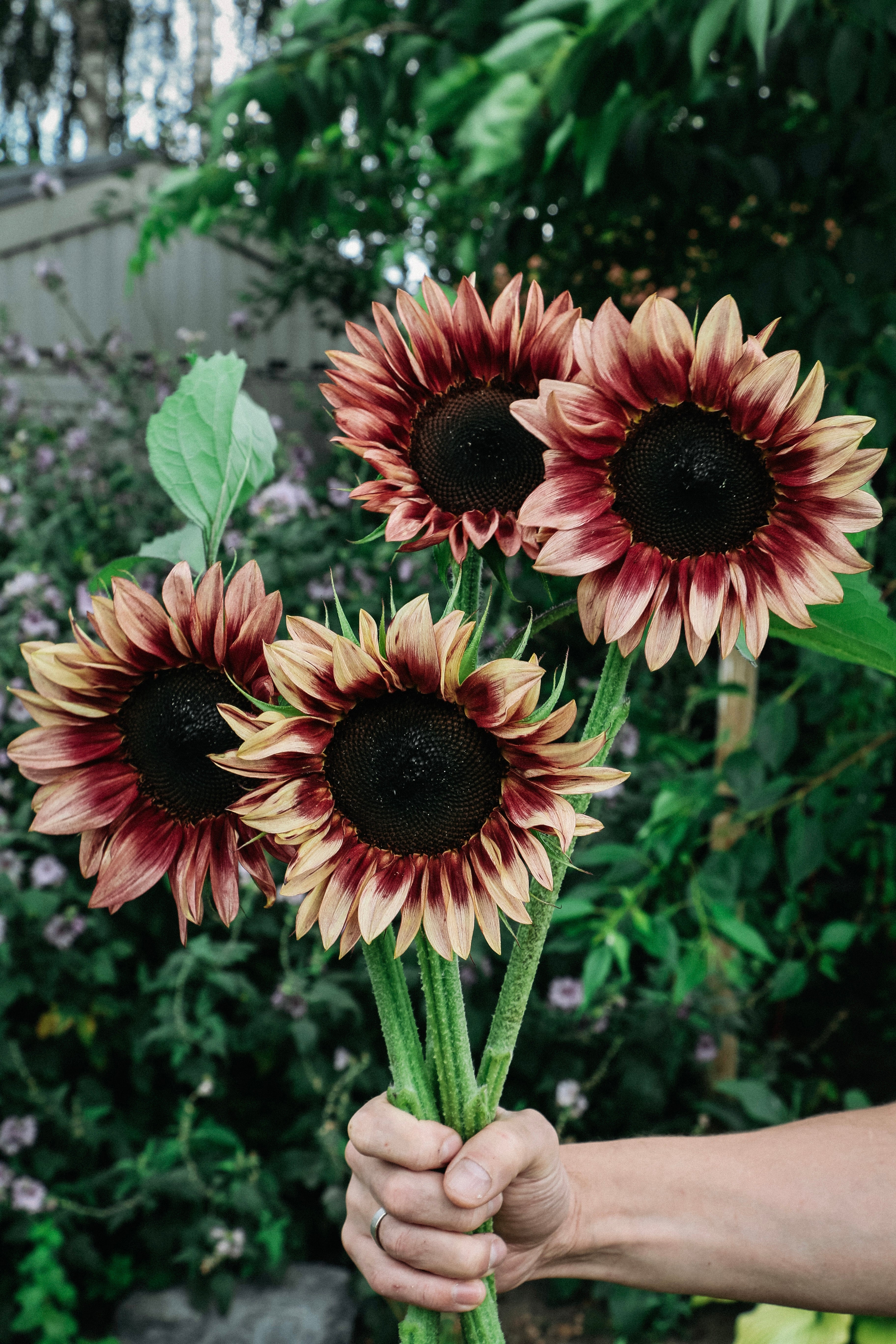 Helianthus annuus 'pro cut plum'-Angelo