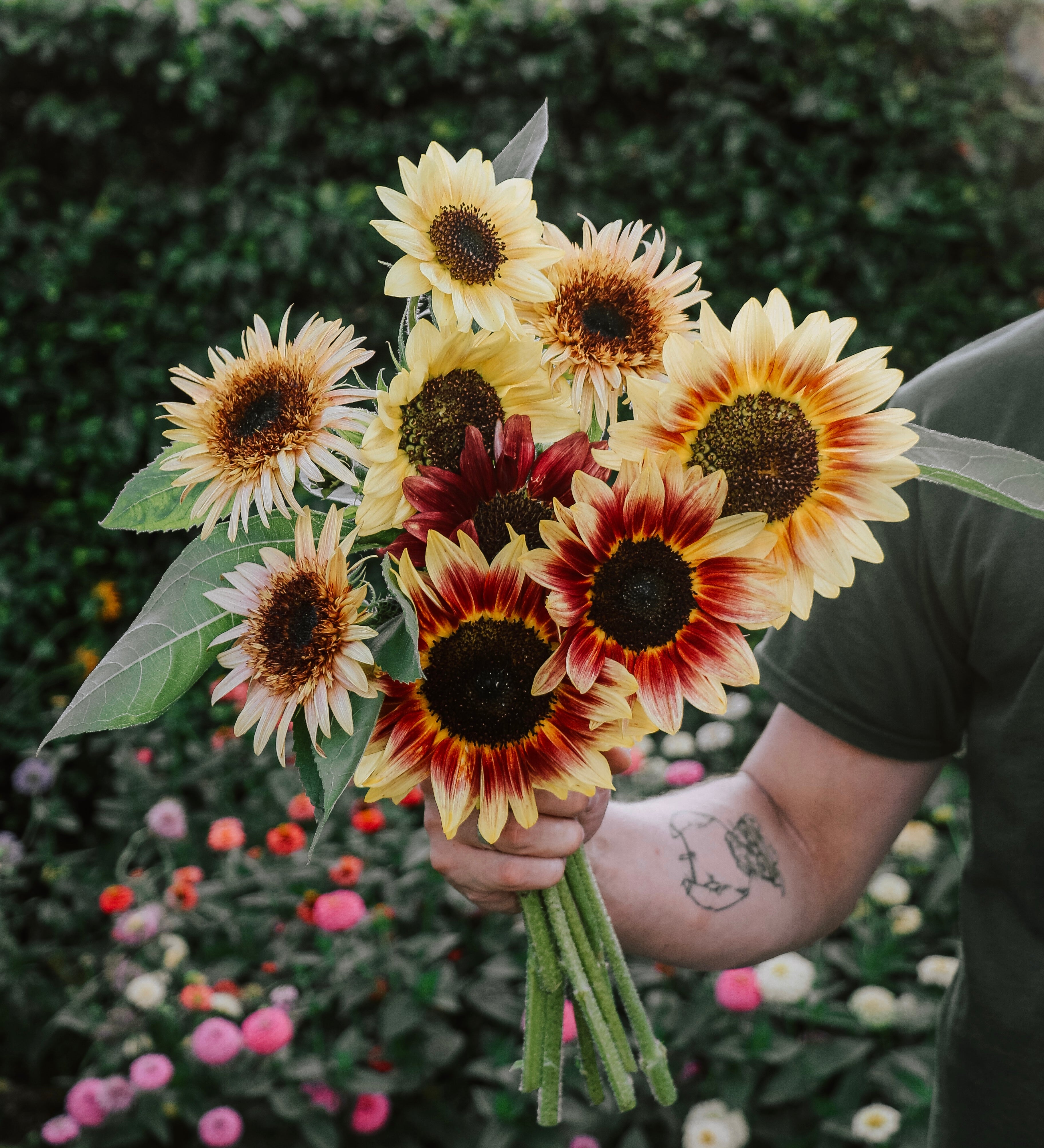 Plukpakket: Zonnebloem-Angelo