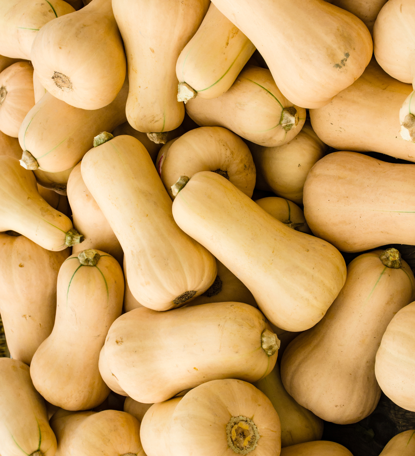 Pompoen 'Butternut Waltham'-Angelo