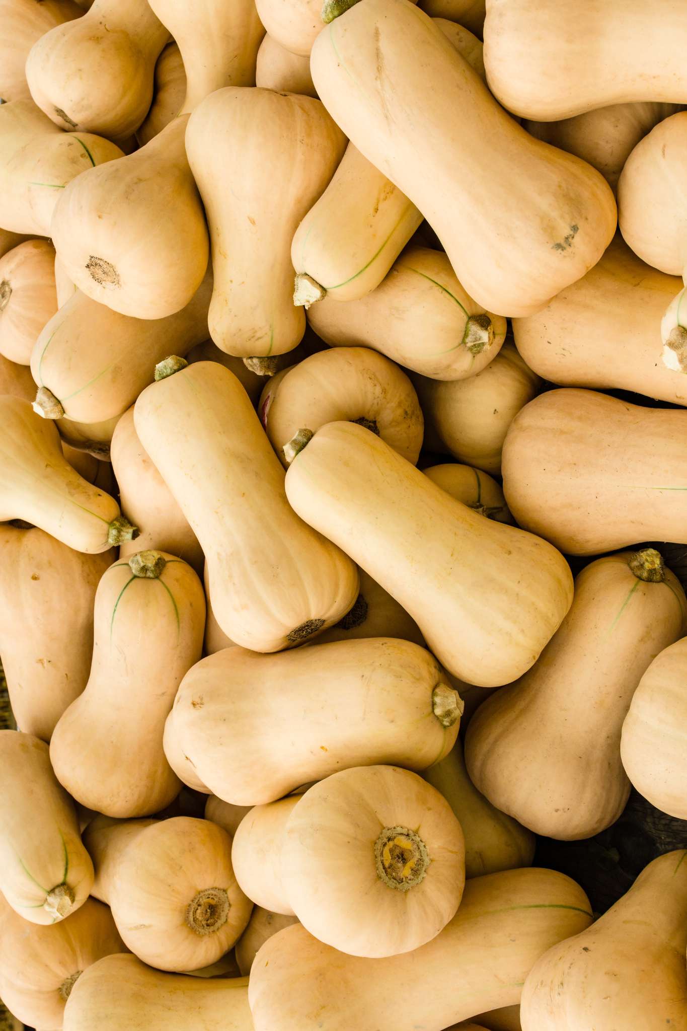 Pompoen 'Butternut Waltham'-Angelo