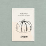 Pompoen 'Musquée de Provence'-Angelo
