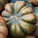 Pompoen 'Musquée de Provence'-Angelo