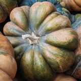 Pompoen 'Musquée de Provence'-Angelo
