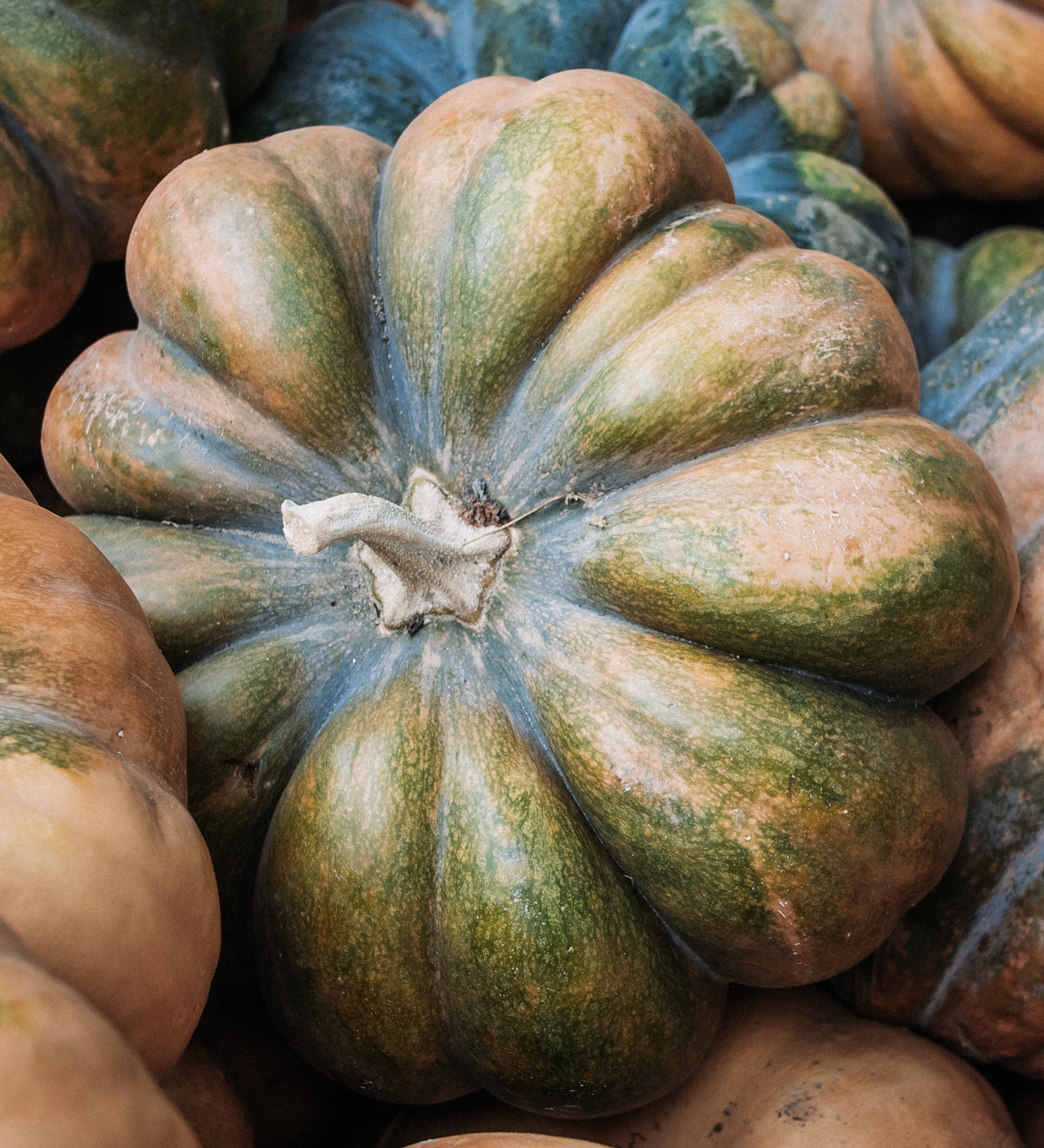 Pompoen 'Musquée de Provence'-Angelo