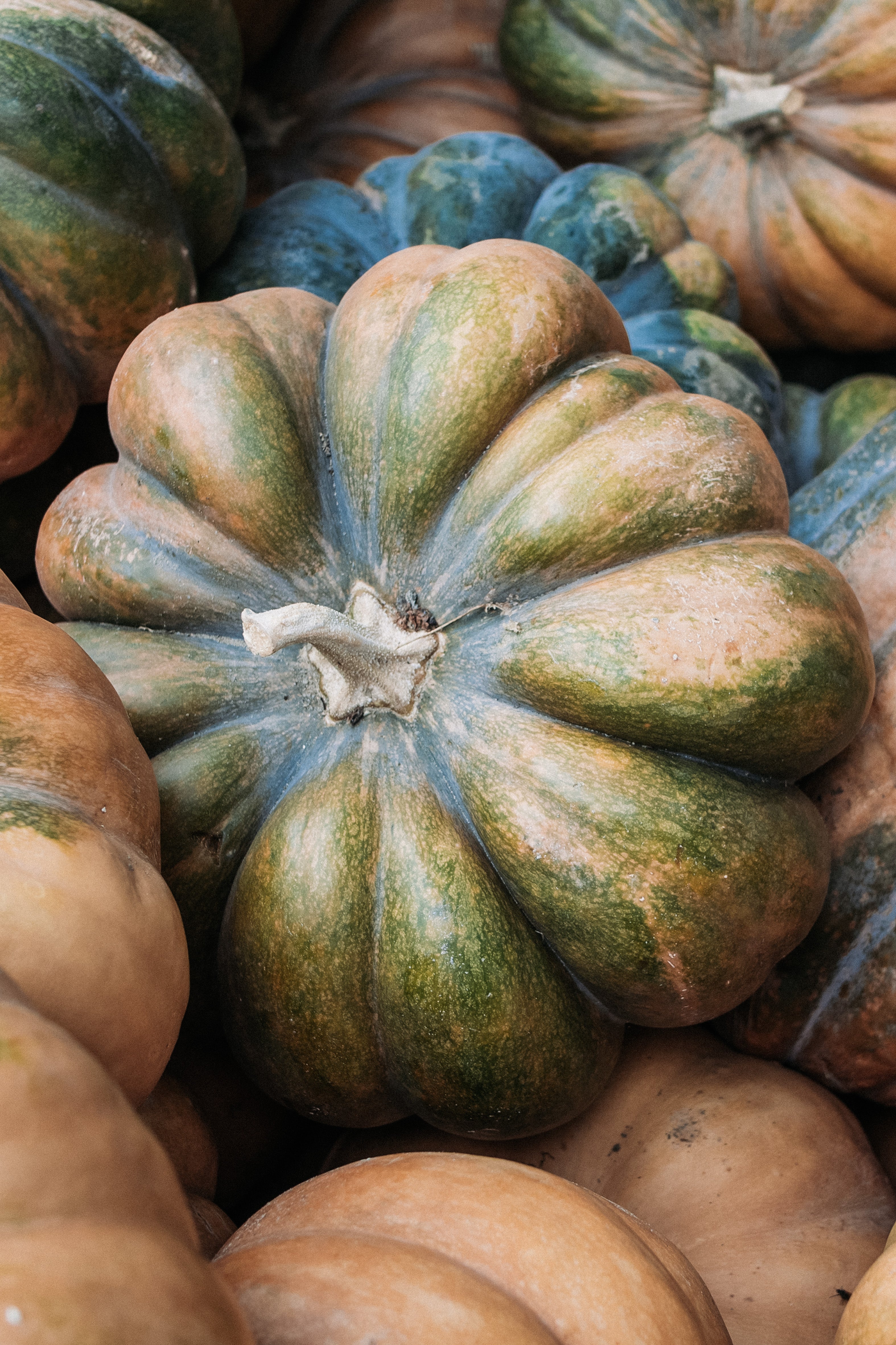 Pompoen 'Musquée de Provence'-Angelo