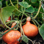 Pompoen 'Red Kuri'-Angelo