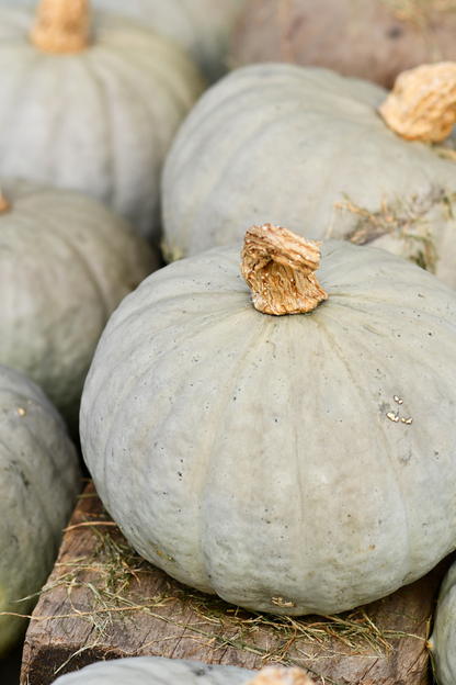 Picking kit: An organic vegetable garden