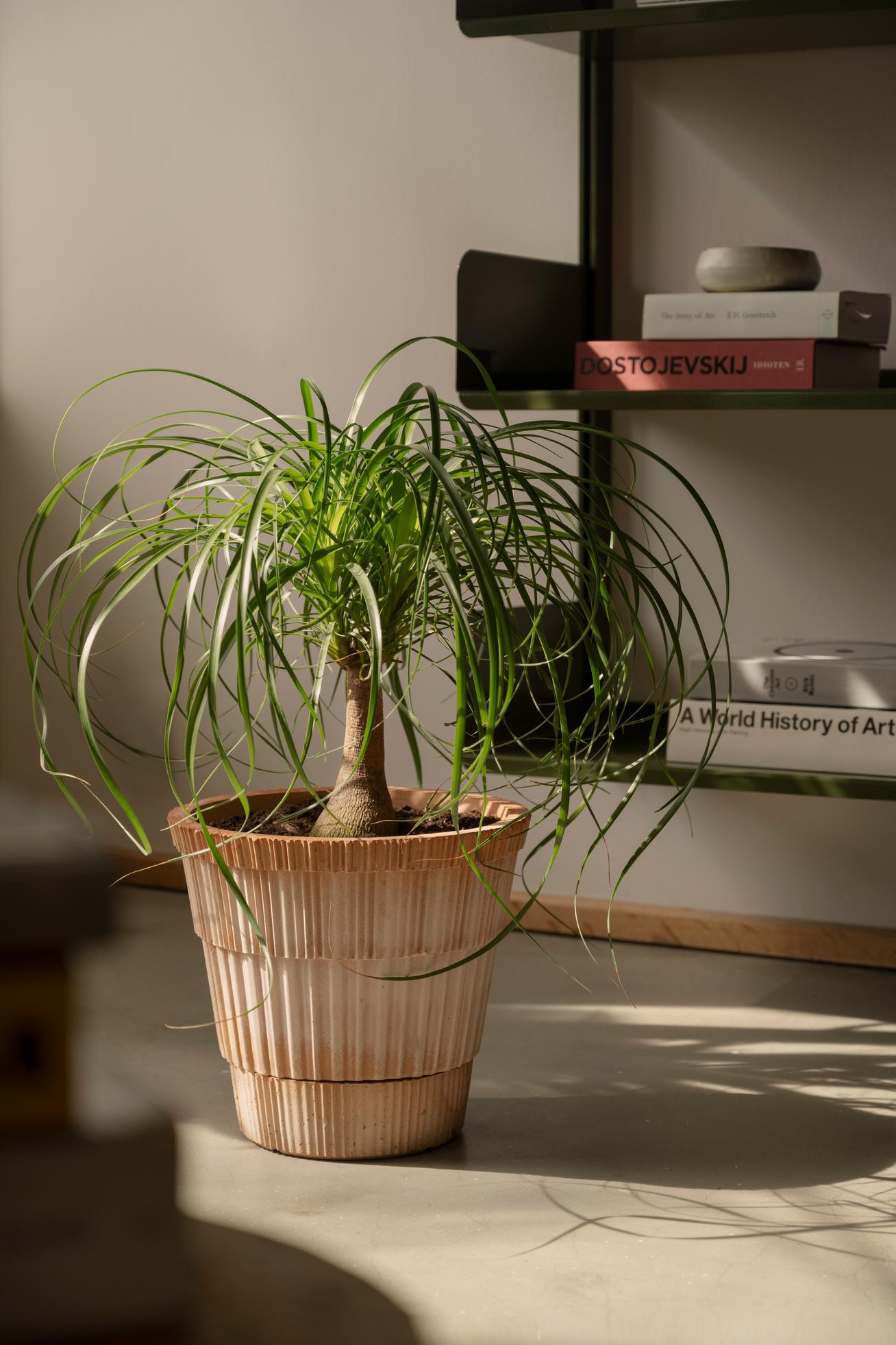Pot Atlas-Angelo