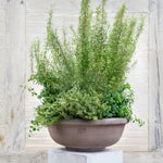 Pot Erbe-Angelo