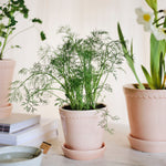 Pot Helena - roze-Angelo