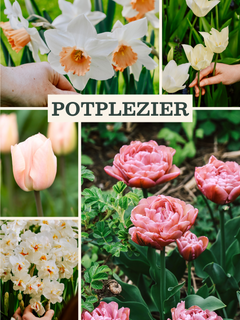 Bollenpakket: Potplezier met kleurrijke bloembollen in lente bloei, ideaal voor bloempot decoratie.