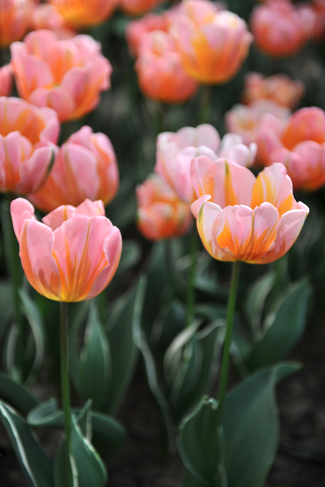 Tulpe &