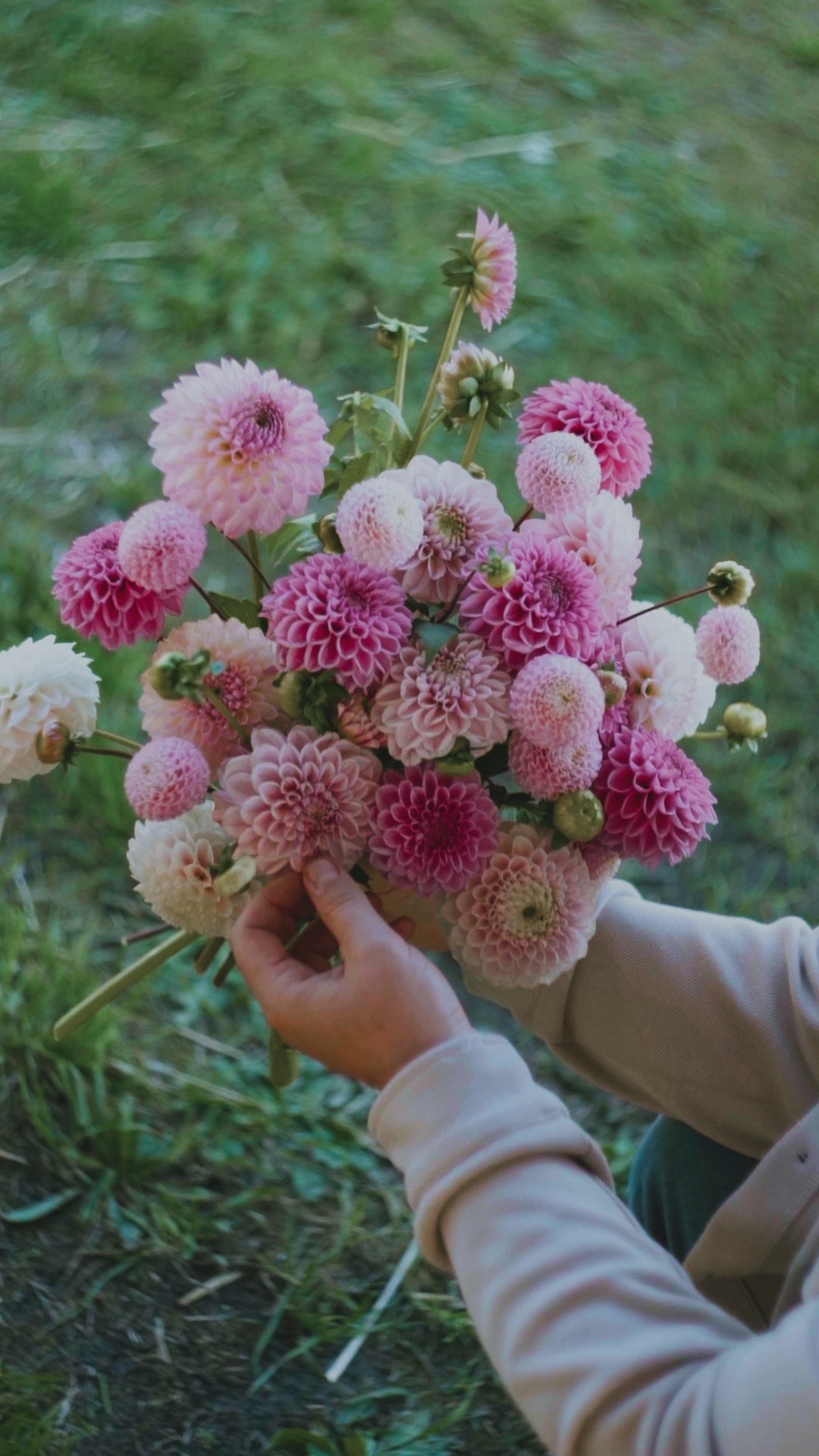 Dahliapakket: Bridal Pink