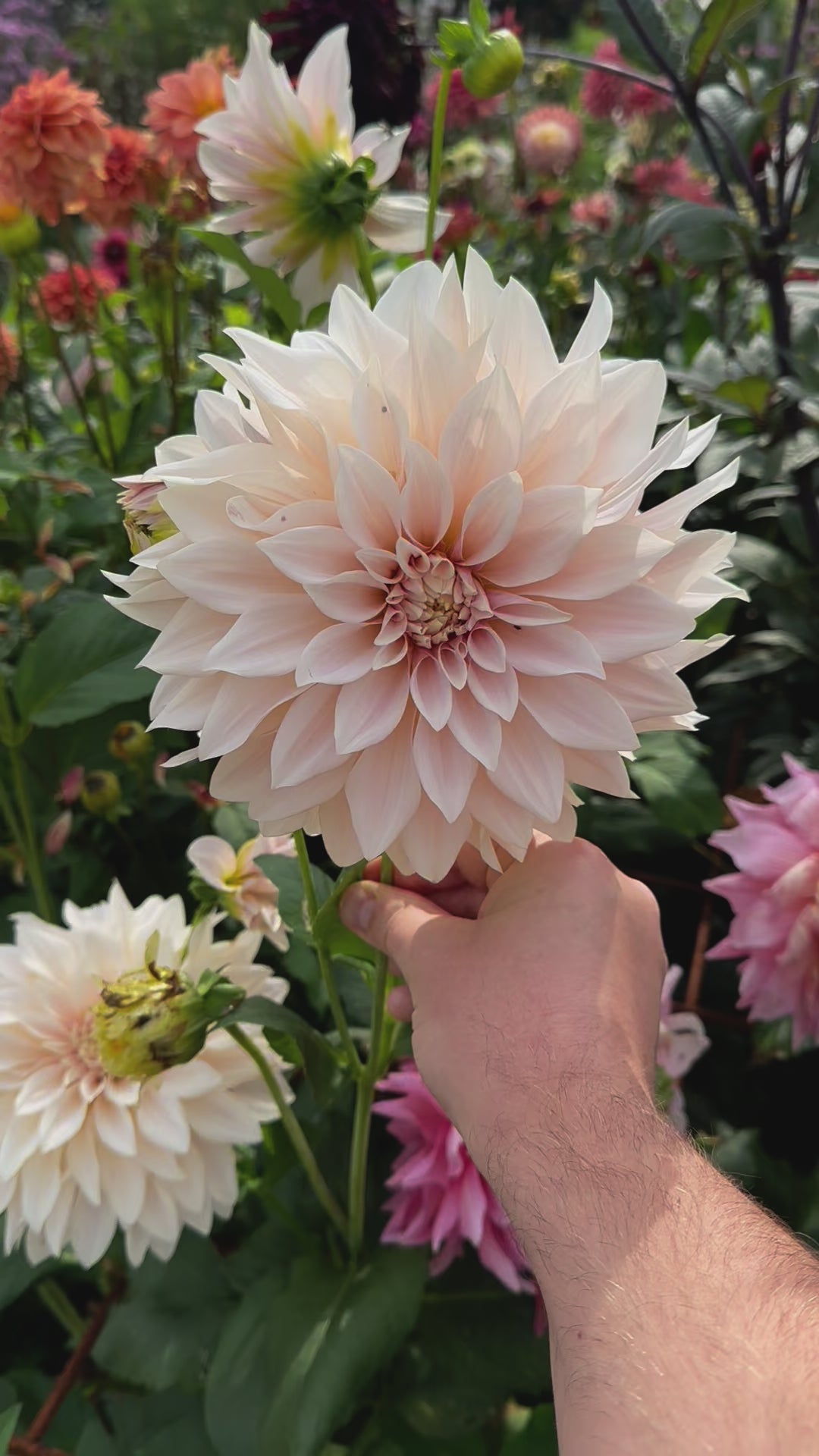 Dahlia Café au Lait&