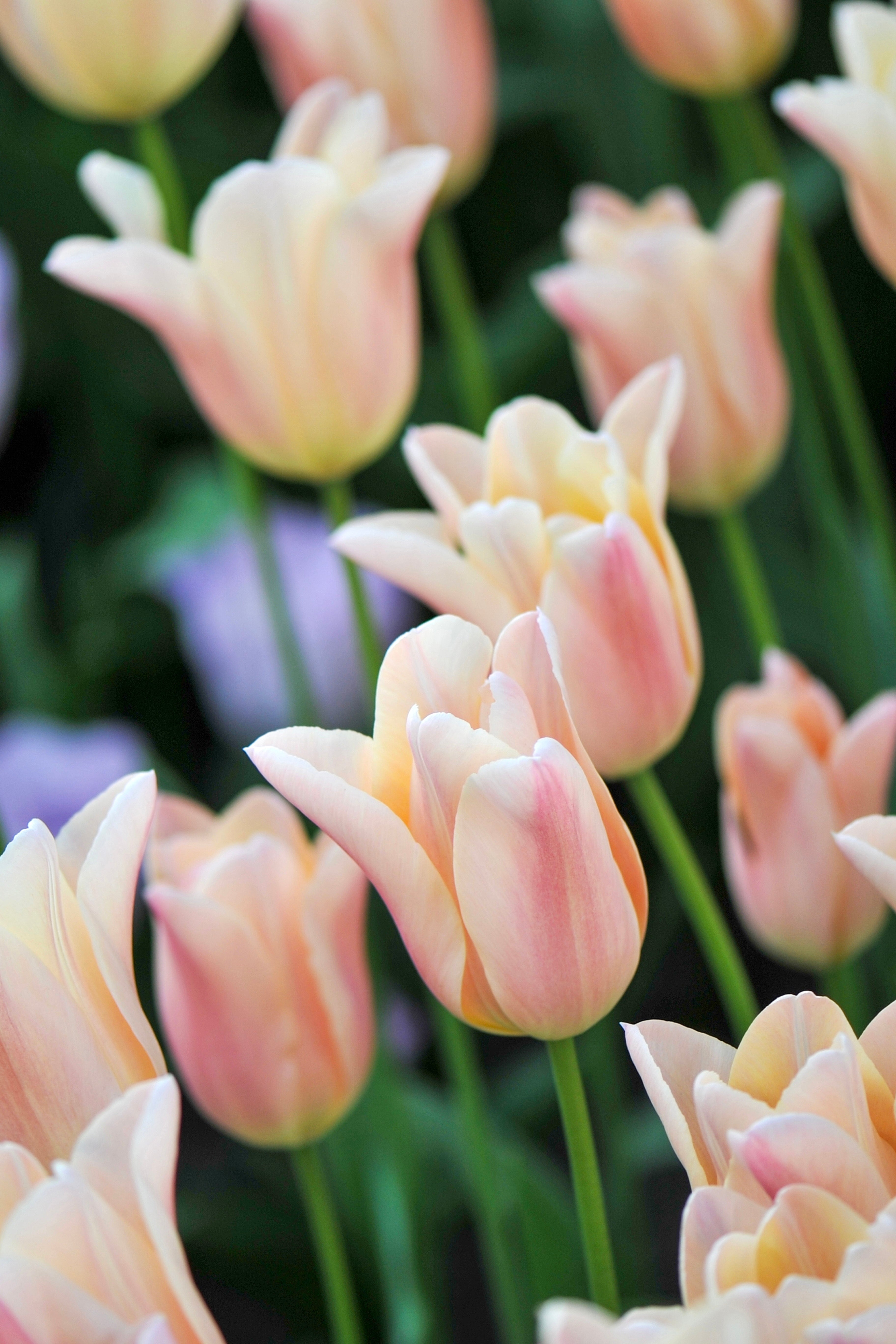 Tulip &