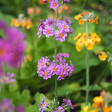 Primula bulleesiana