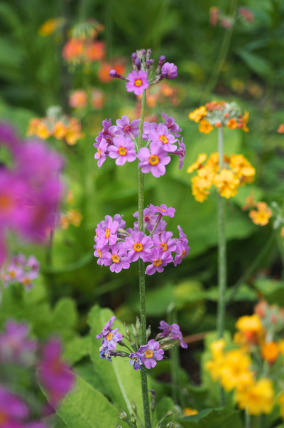 Primula bulleesiana