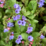 Pulmonaria officinalis