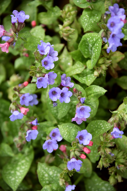 Pulmonaria officinalis