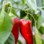 Puntpaprika 'Corno Rosso'-Angelo