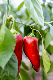 Puntpaprika 'Corno Rosso'-Angelo