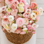 Ranonkel 'Amandine Porcelaine'