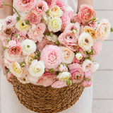 Ranonkel 'Amandine Porcelaine'