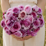 Ranonkel 'Amandine Purple Jean'
