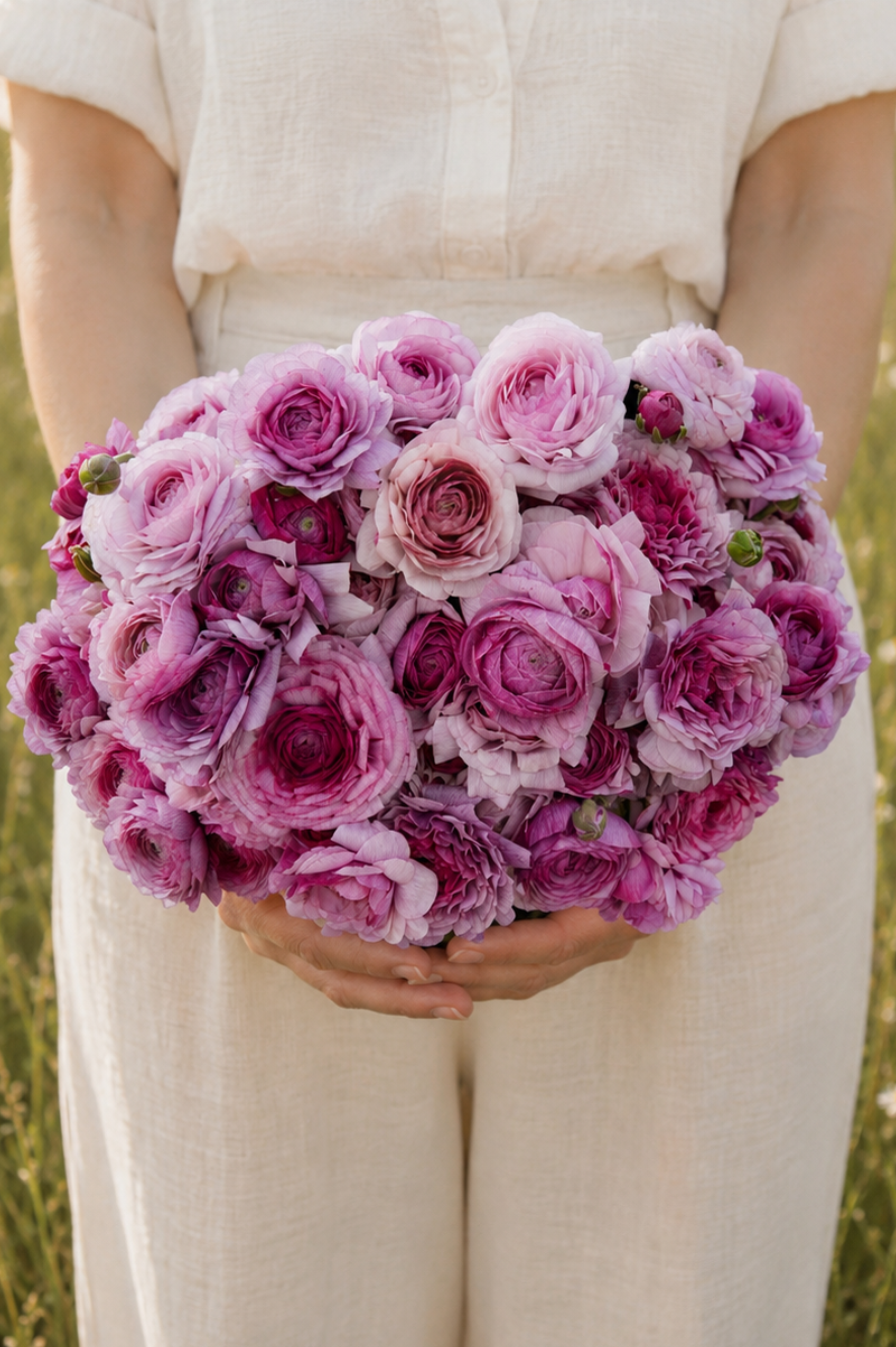 Ranonkel 'Amandine Purple Jean'